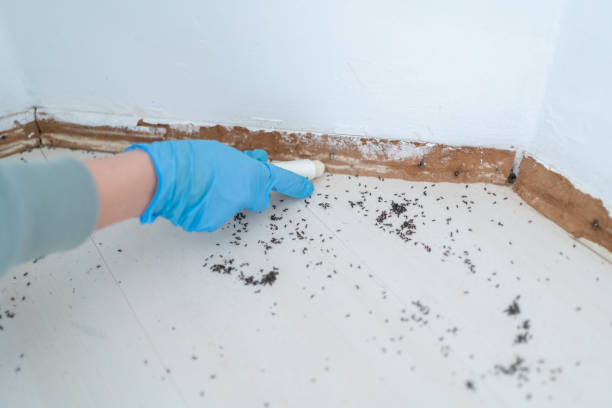 Best Local Pest Control Services  in Rochester Institute Of Technology, NY